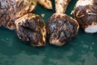 Aphanomyces cochlioides