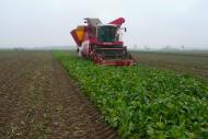 Końcówka zbioru 100 tonowej plantacji