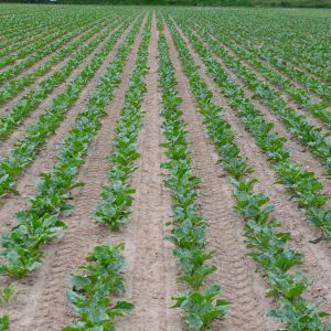 stan plantacji 29 maja - wariant z wykorzystaniem robotów Farmdroid