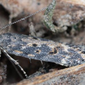 Dorosły motyl skośnika buraczaka