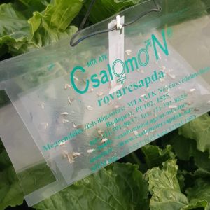 Pułapka feromonowa z odłowionymi skośnikami