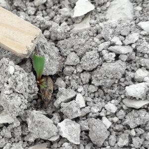 Siewka z uszkodzonymi przez szarka komośnika liścieniami