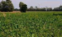 Będą problemy w uprawie buraka przez kilkanaście lat