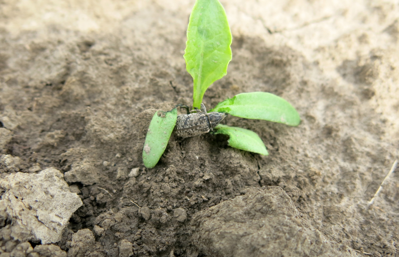 Uwaga szarek komośnik! Monitorujmy plantacje buraka cukrowego!