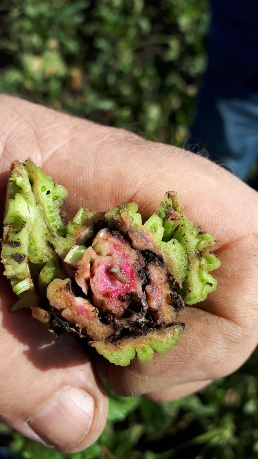 Kolejny insektycyd do ochrony plantacji przed skośnikiem buraczakiem