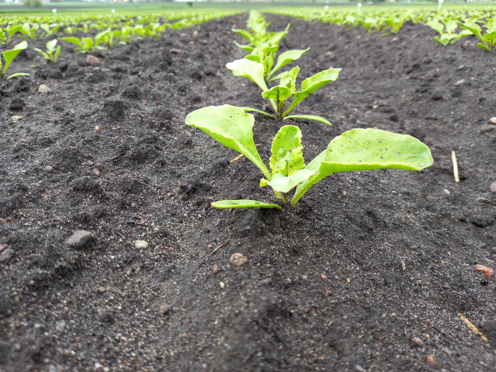 Efektywne nawożenie azotem plantacji buraka cukrowego