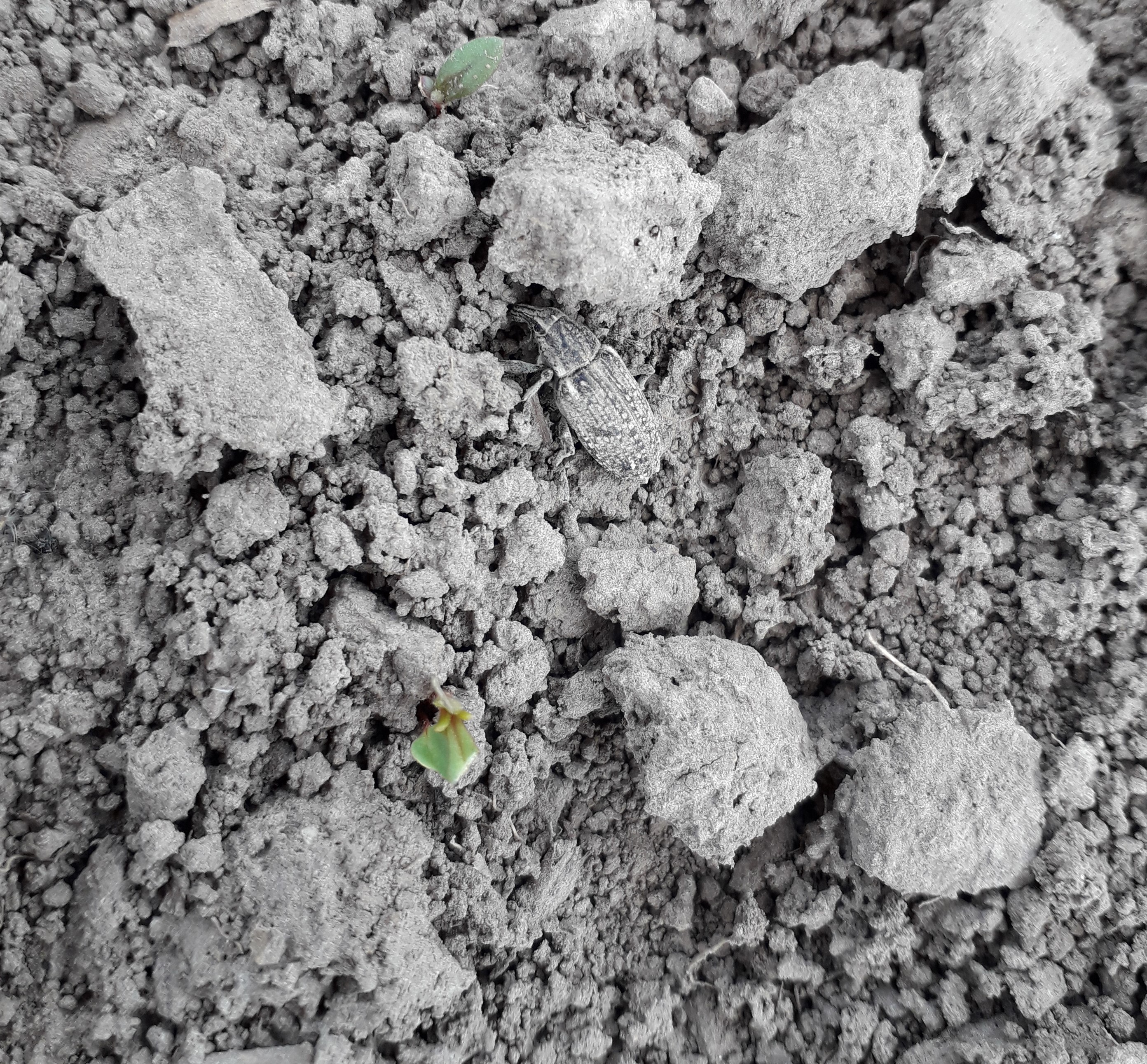 Uwaga szarek komośnik! Monitorujmy plantacje buraka cukrowego!