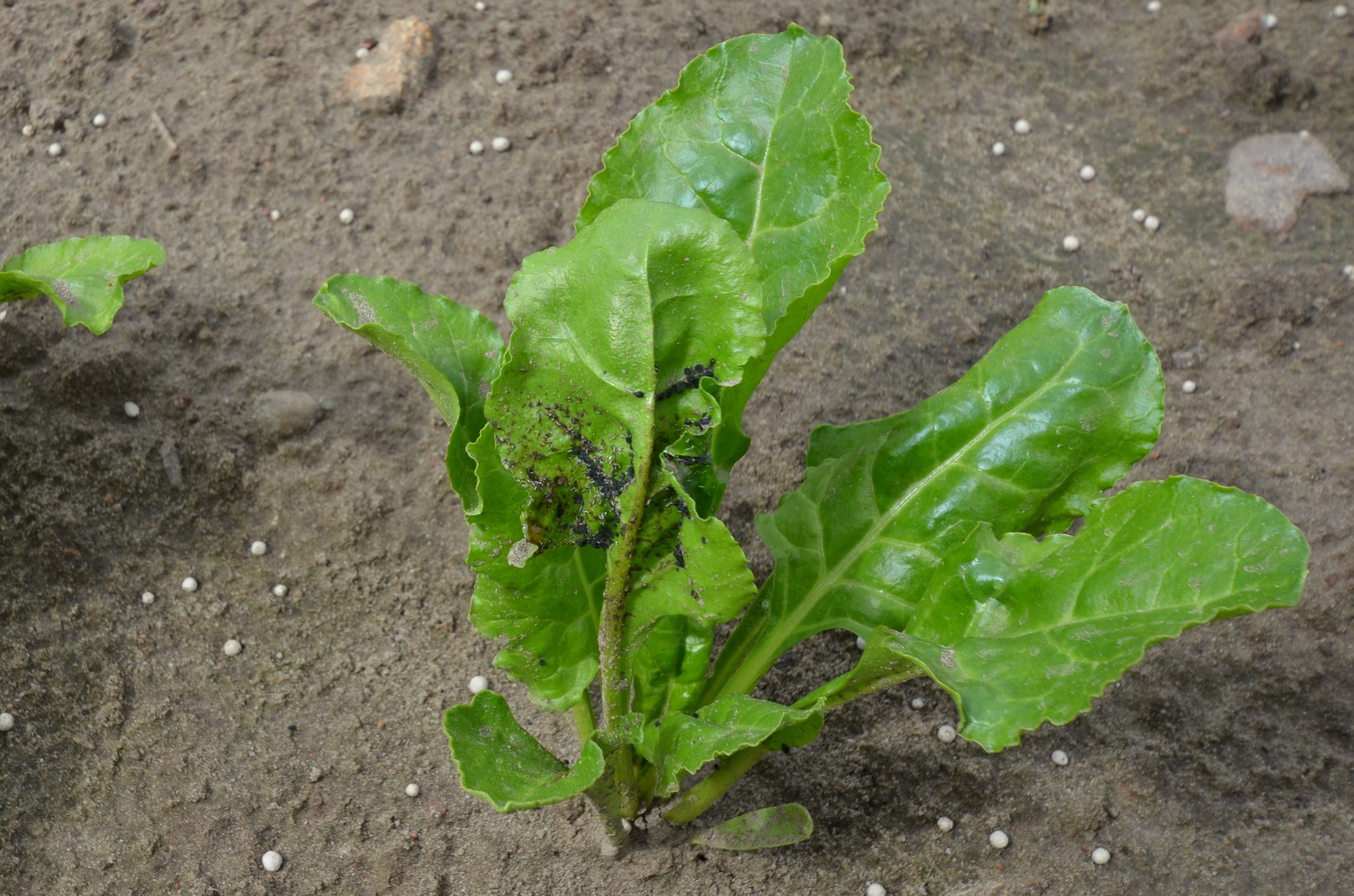 Nowy insektycyd  w buraku cukrowym do ochrony plantacji przed mszycami SIVANTO PRIME