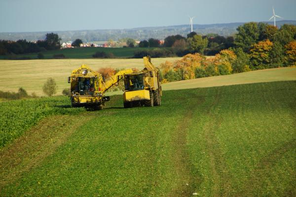 Agrotechnika w uprawie buraka cukrowego