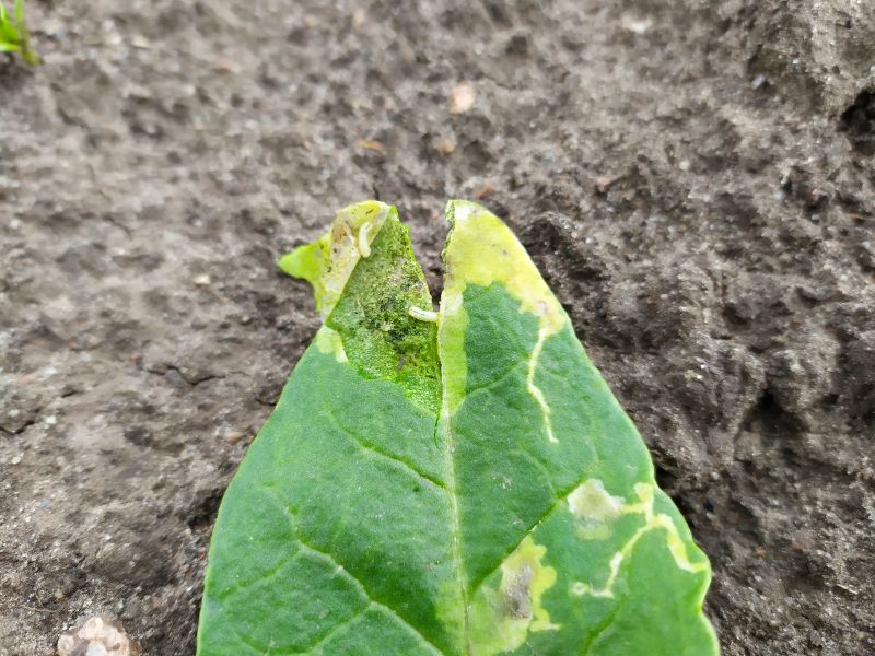 Uwaga mszyce na plantacjach!!