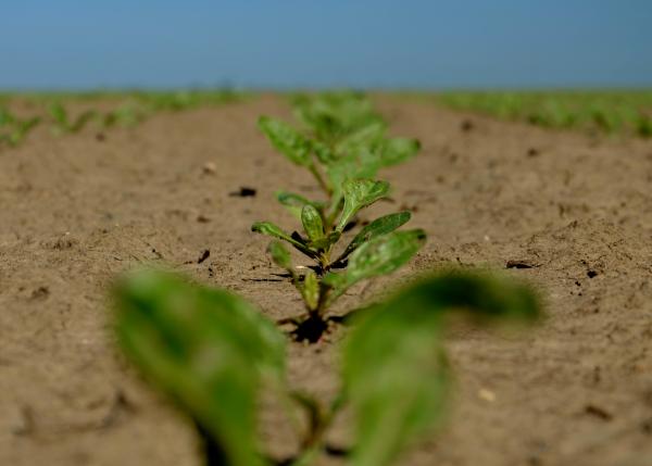 Plantatorzy KSC S.A. otrzymali certyfikat zrównoważonego rolnictwa