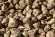 Dobrej jakości surowiec przynosi korzyści zarówno Plantatorowi jak i Cukrowni