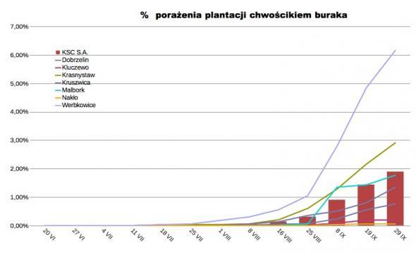 tabela pokazująca porażenie plantacji buraka curkowego chwościkiem buraka