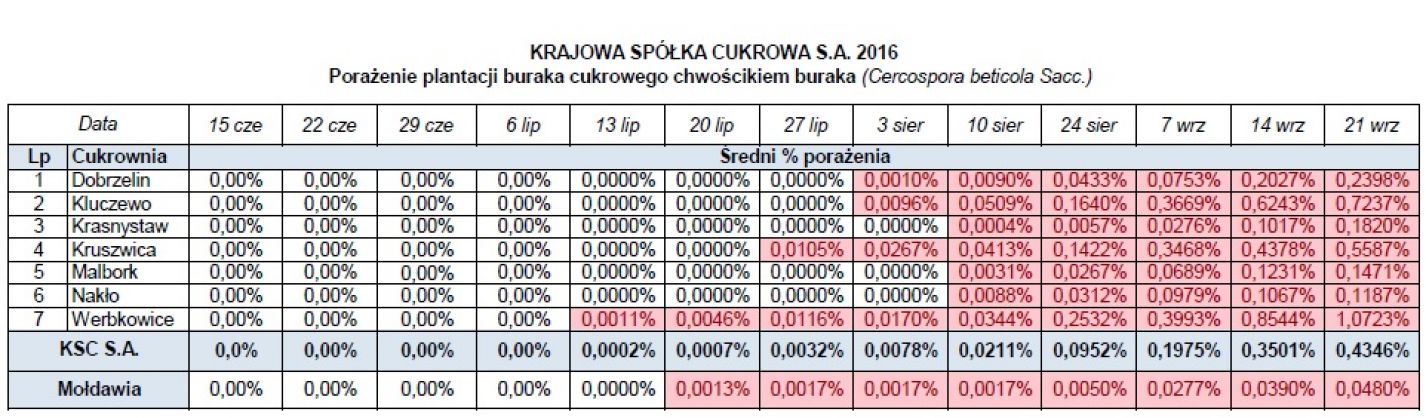tabela pokazująca porażenie plantacji buraka curkowego chwościkiem buraka