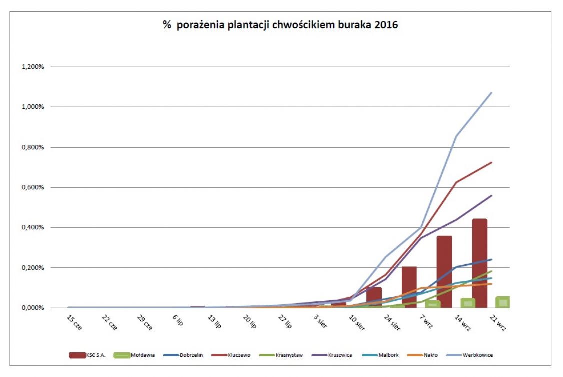 tabela pokazująca porażenie plantacji buraka curkowego chwościkiem buraka