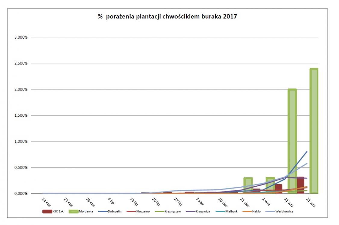 tabela pokazująca porażenie plantacji buraka curkowego chwościkiem buraka