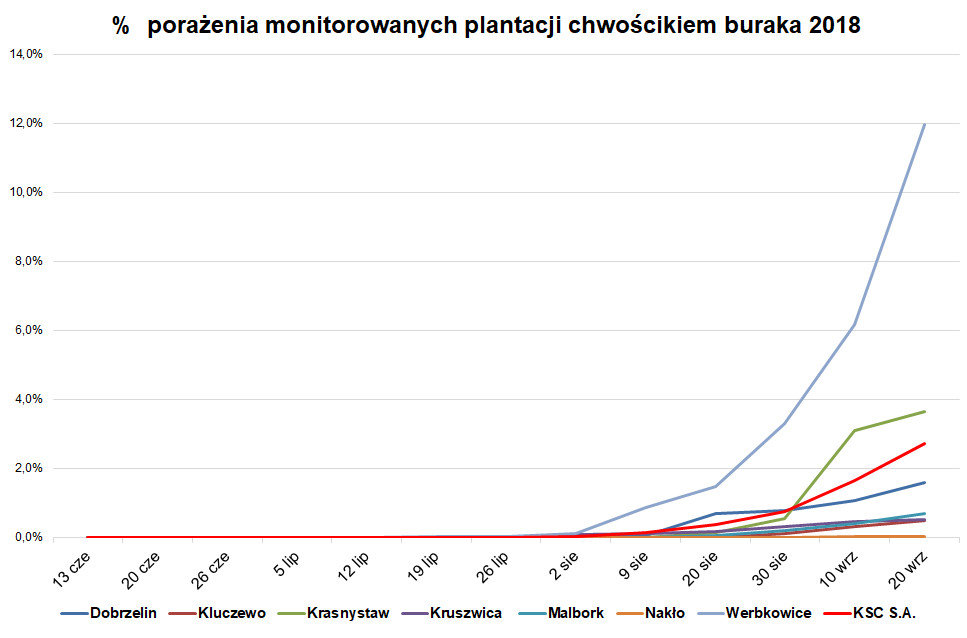 tabela pokazująca porażenie plantacji buraka curkowego chwościkiem buraka