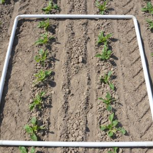 buraki zasiane robotem farmdroid - mechaniczne zwalczanie chwastów
