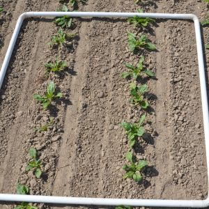 buraki zasiane robotem farmdroid - mechaniczne zwalczanie chwastów