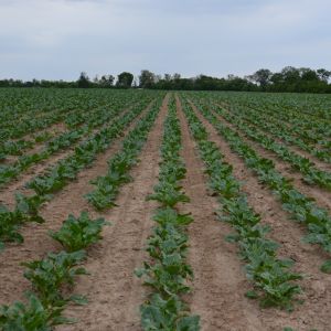 stan plantacji 29 maja - wariant z wykorzystaniem robotów Farmdroid