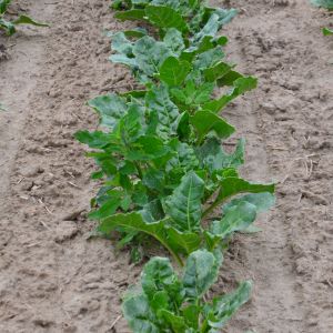 stan plantacji 29 maja - wariant z wykorzystaniem robotów Farmdroid