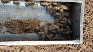 Osobniki szarka w pułapce feromonowej