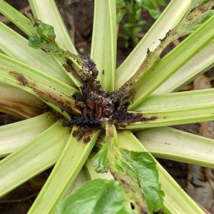 Skośnik buraczak atakujący plantacje buraków cukrowych