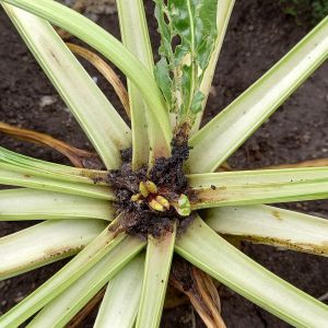 Skośnik buraczak atakujący plantacje buraków cukrowych