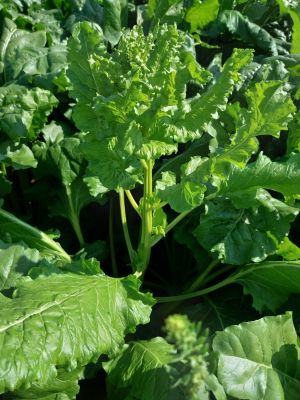 Pośpiech przed wytworzeniem kwiatostanu