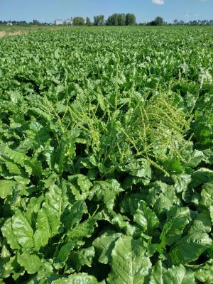 Pośpiech z wytworzonym kwiatostanem