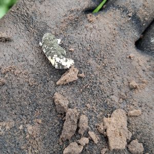 Porażona larwa- oczekiwany efekt