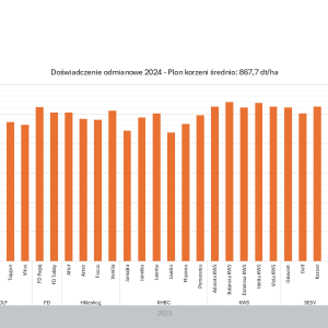 Doświadczenie odmianowe 2024 - plon korzeni