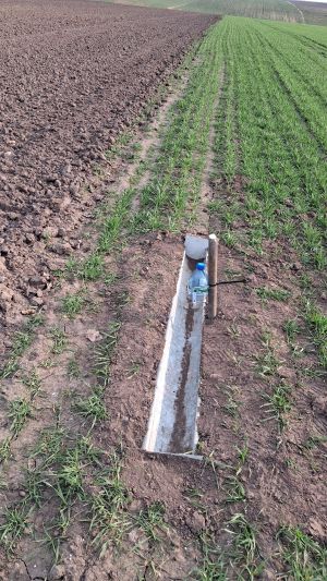 Pułapka feromonowa na skraju ubiegłorocznej plantacji