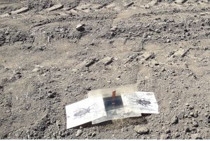 Pułapka feromonowa na tegorocznej plantacji