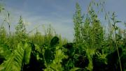 Zachwaszczenie wtórne to ogromne straty plonu dla Plantatora