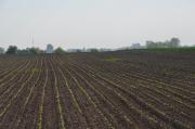 Plantacja obsiana 12.04.2014. Zdjęcie 30.04.2014