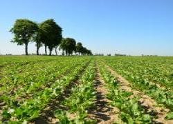 Tak wyglądała plantacja 25 maja