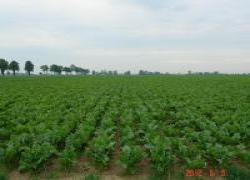 Zwarte międzyrzędzia plantacji w dniu 8 czerwca