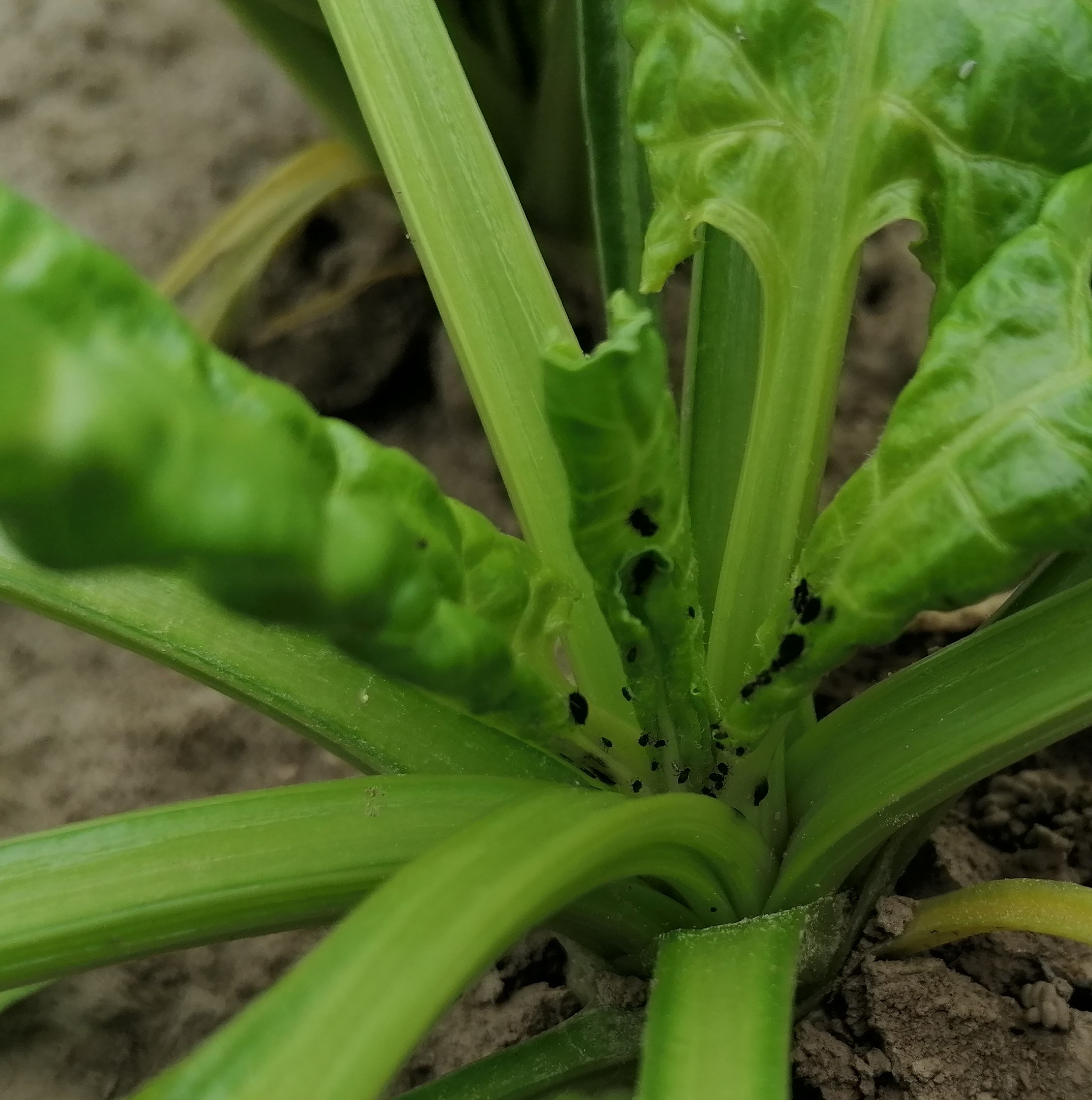 Nowy insektycyd  w buraku cukrowym do ochrony plantacji przed mszycami SIVANTO PRIME