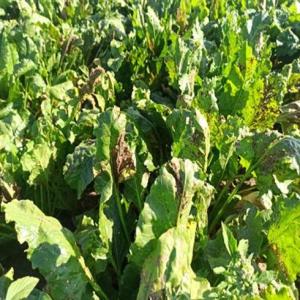 QUEEN – rozszerzona rejestracja fungicydu do ochrony plantacji buraka cukrowego