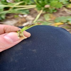 Skośnik buraczak atakuje plantacje buraków cukrowych!