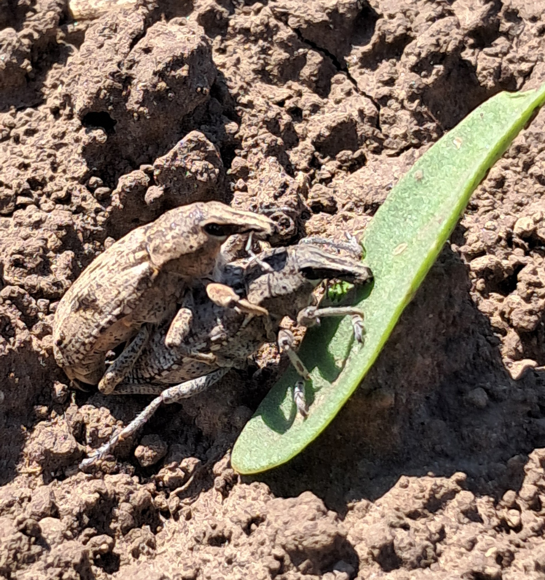 Inazuma 130 WG, Inpower 130 WG oraz Nepal 130 WG z rozszerzoną rejestracją o zwalczanie szarka komośnika w buraku cukrowym
