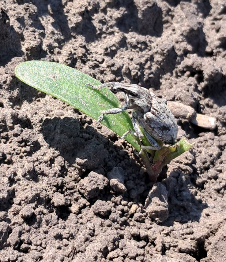 Irazu 100 SE zarejestrowany do ochrony buraka cukrowego przed szarkiem komośnikiem