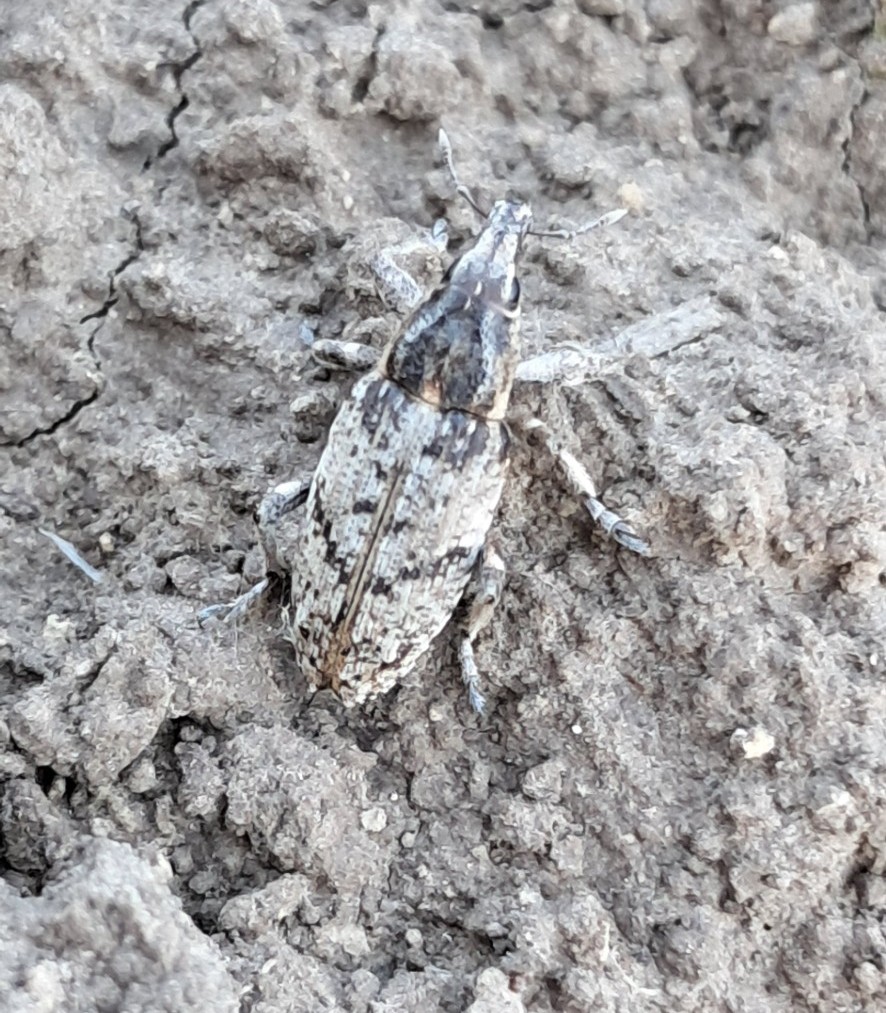 Szarek komośnik już na plantacjach – zagrożenie dla buraków cukrowych!