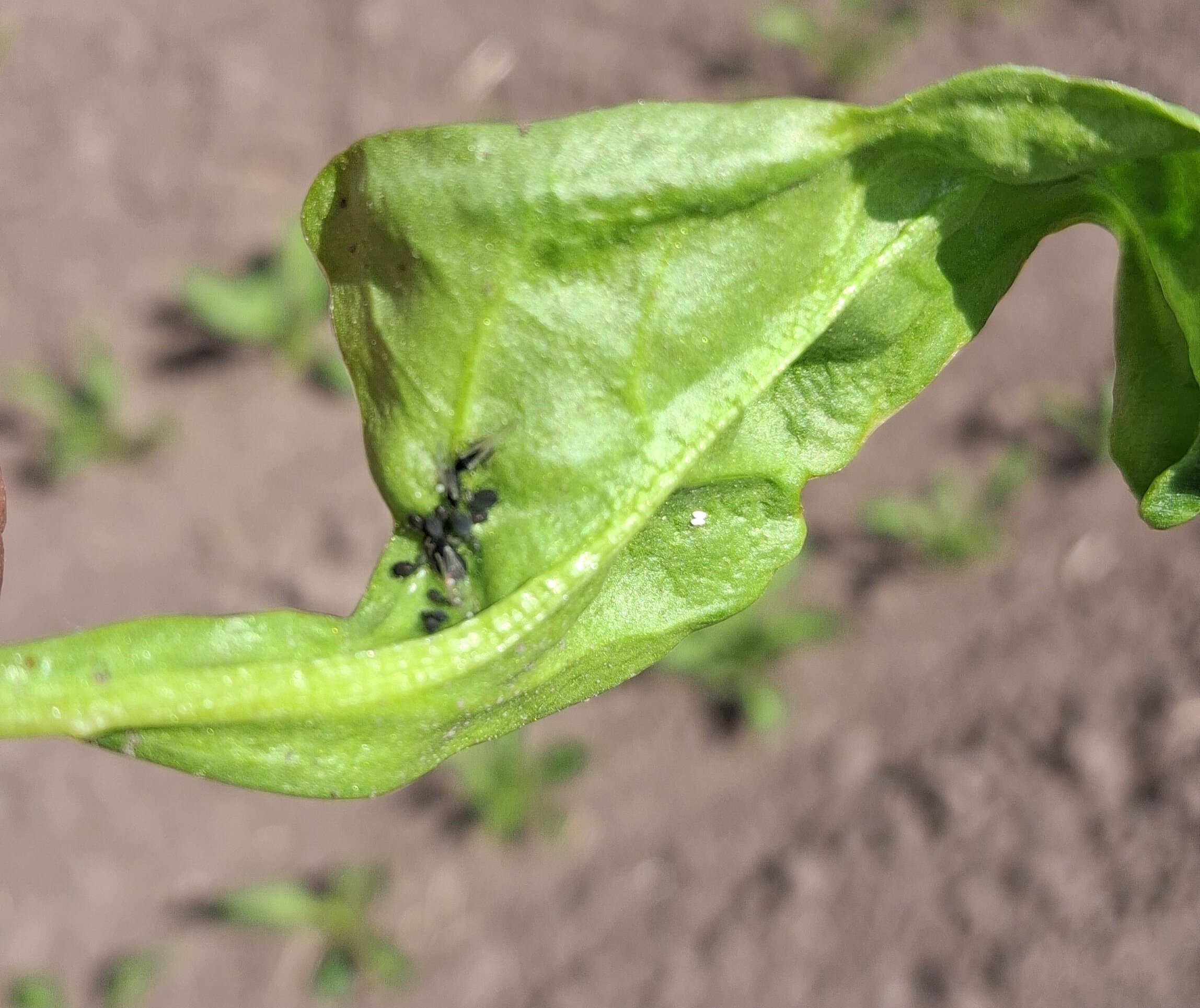Mszyce  — czas na monitoring plantacji